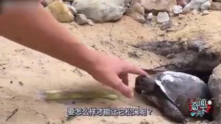 如果被乌龟死死的咬住 怎么做才能让它松口